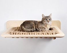 a cat sitting on top of a wooden shelf with a rug in front of it