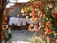 clothes hanging out to dry in an outdoor area with trees and potted plants on either side