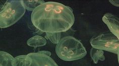 some very pretty looking jellyfish in the water