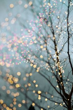 blurry photograph of tree branches with lights in the background