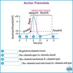 the action potential in an active reaction is described by two different diagrams, one with arrows pointing