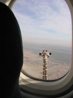 a giraffe looking out an airplane window