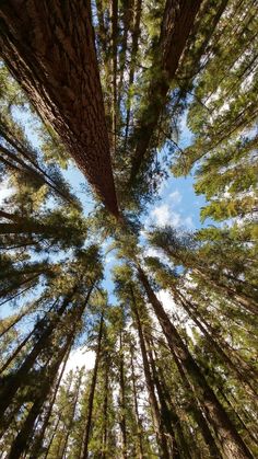 looking up at the tops of tall trees