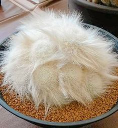 a cat is sleeping in a bowl full of food