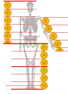 an image of the human body with numbers in each section and arrows pointing to different areas