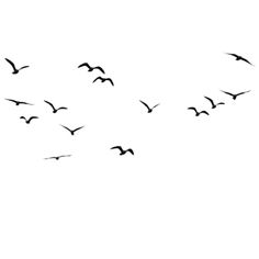 a flock of birds flying across a white sky with one bird in the foreground