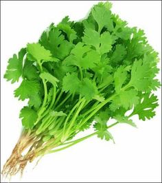 fresh green parsley leaves on white background