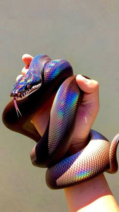 a hand holding a purple and black snake in it's right hand, with the other arm extended