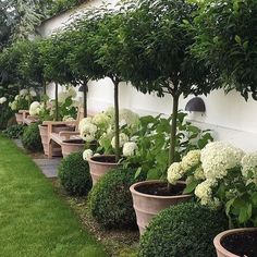 a row of potted trees in front of a white wall