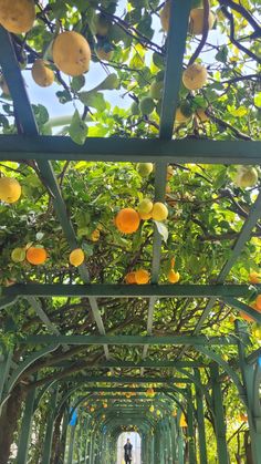 an orange tree with lots of fruit hanging from it's branches in a park