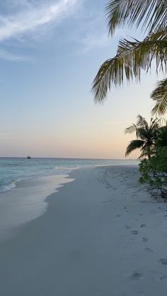 a beach with palm trees and the ocean in the background