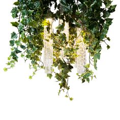 two chandeliers hanging from a tree with green leaves and ivy growing on them