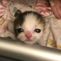 a small kitten is peeking out from behind a blanket