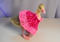 a small duck wearing a pink knitted dress