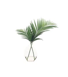 a plant in a glass vase on a white background