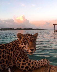 a large leopard laying on top of a wooden dock next to the ocean at sunset