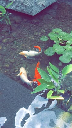 two orange and white koi fish swimming in a pond