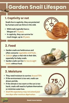 the benefits of snails in garden snail life spanes info for beginners to learn how to care for them