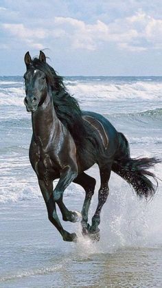 a black horse running on the beach next to the ocean with words written below it