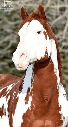 a brown and white horse standing in front of trees