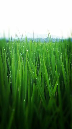 some green grass with water droplets on it