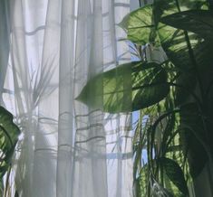 the sun shines through the sheered curtains in this room with plants on the window sill