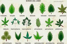 the different types of leaves and their names