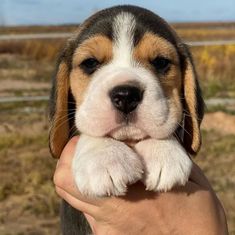 a small puppy is being held in the palm of someone's hand while outside