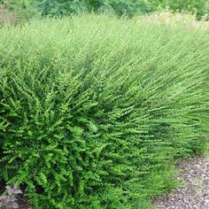 a green bush in the middle of a gravel road