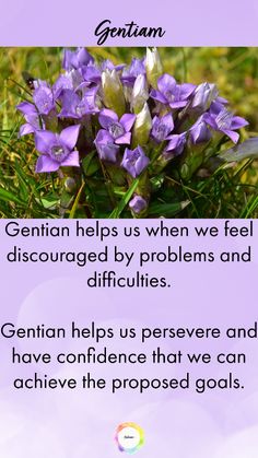 Gentian Flower, Therapy Website, Online Therapy, Flower Therapy, Flowers