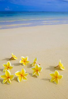 some yellow flowers are laying on the sand