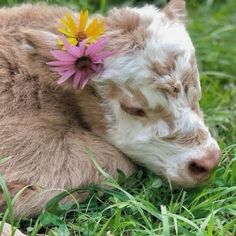 a brown and white cow laying in the grass with a pink flower on its head