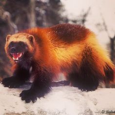 a large brown and black animal standing on top of a snow covered ground with trees in the background