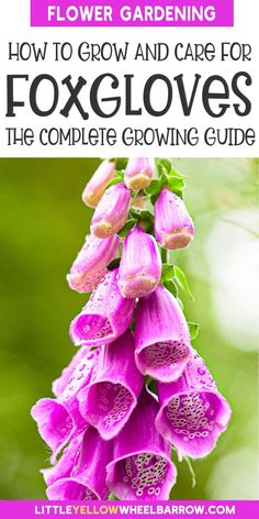 purple flowers with text overlaying how to grow and care for foxglovers the complete growing guide