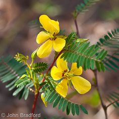 the yellow flowers are blooming on the tree branch in the forest with green leaves