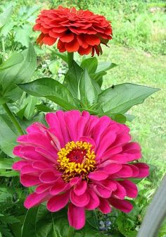 two red and yellow flowers in a garden