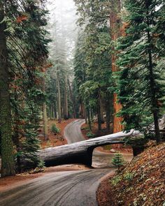 a large fallen tree laying on the side of a road next to some tall trees