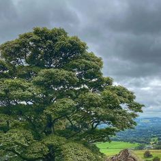 a large green tree sitting on top of a lush green hillside under a cloudy sky