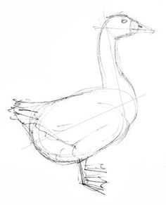 a pencil drawing of a duck standing on one leg and looking to the side with its head down