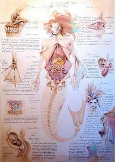 an illustration of the human body with all its organs and some other things in it