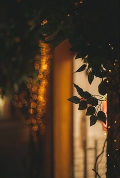 a tree with some lights in the background and leaves hanging from it's branches