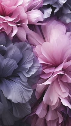 several large pink and purple flowers together