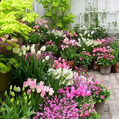 many different types of flowers in pots on the ground