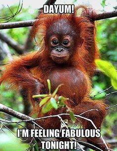 an orangutan sitting in a tree with the caption i'm fabulous