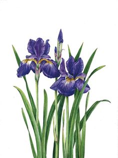 three purple flowers with green stems on a white background