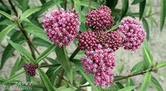 pink and white flowers are growing in the garden