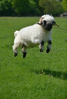 a small white sheep jumping in the air