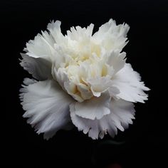 a large white flower on a black background