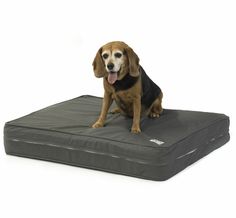 a dog sitting on top of a mattress