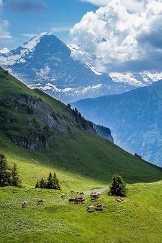 the mountains are covered in snow and green grass, while sheep graze on them